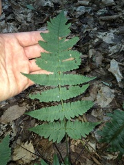 Dryopteris marginalis