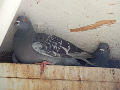 Columba livia