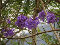 Jacaranda