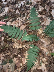 Dryopteris marginalis