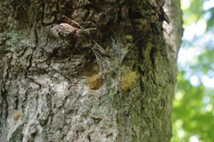 Lymantria dispar dispar