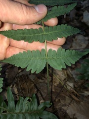 Dryopteris marginalis
