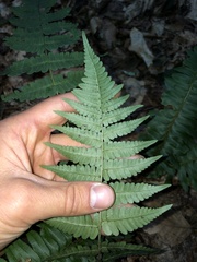 Dryopteris marginalis