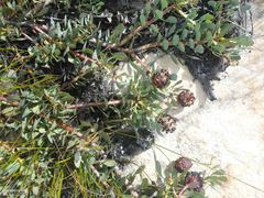 Leucadendron arcuatum