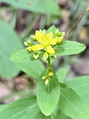 Adenosepalum