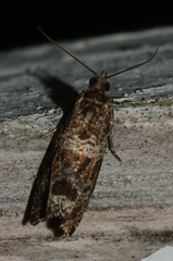 Celypha