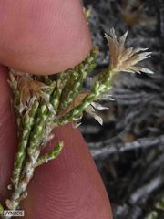 Dolichothrix ericoides