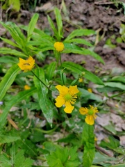 Ranunculus cassubicus