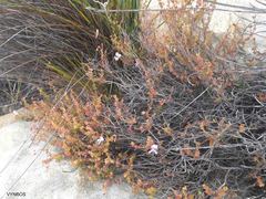 Pelargonium englerianum