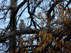Melanerpes uropygialis