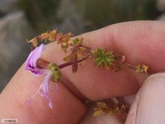 Pelargonium englerianum