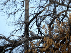 Melanerpes uropygialis