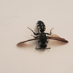 Myzinum obscurum