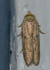 Mompha brevivittella