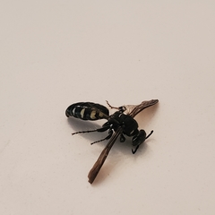 Myzinum obscurum