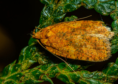 Agonopterix robiniella