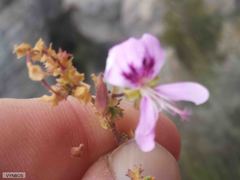 Pelargonium englerianum