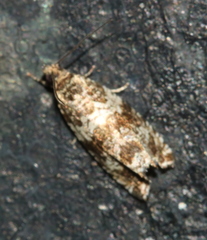 Celypha