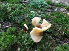 Spathulariopsis