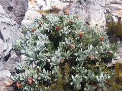 Protea magnifica