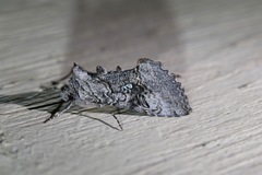 Syngrapha viridisigma