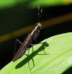 Spilomantis occipitalis