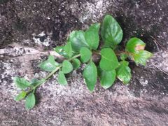 Teedia