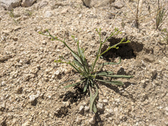 Chorizanthe brevicornu