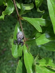 Apiomerus longispinis