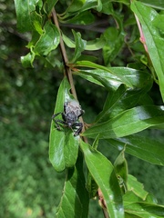 Apiomerus longispinis