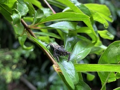 Apiomerus longispinis