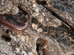 Caseyidae