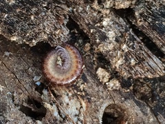 Caseyidae