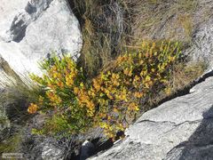 Erica parilis parilis