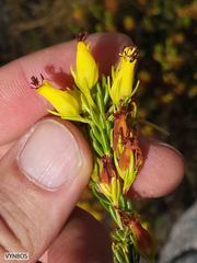 Erica parilis parilis