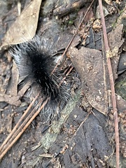 Apistosia judas