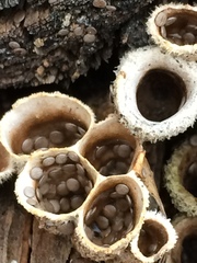 Nidula niveotomentosa image