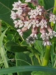 Halictus ligatus