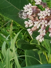 Halictus ligatus