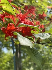 Rhododendron prunifolium