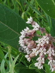 Halictus ligatus