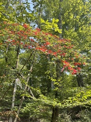 Rhododendron prunifolium