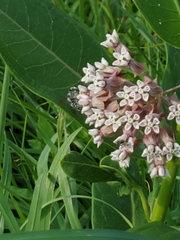 Halictus ligatus