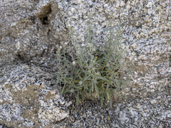Johnstonella racemosa