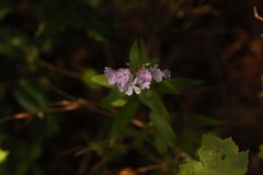 Phlox carolina
