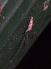 Tetragnatha ceylonica