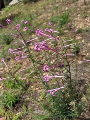 Ipomopsis macrosiphon