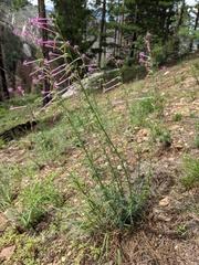 Ipomopsis macrosiphon