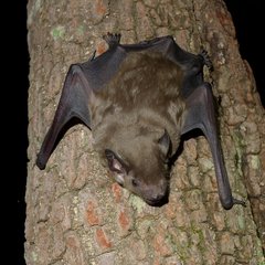 Scotophilus dinganii