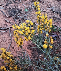 Acacia inamabilis